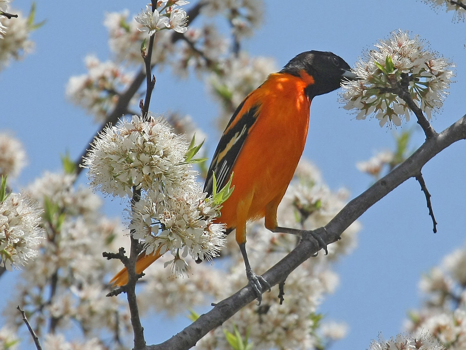 Baltimore Oriole